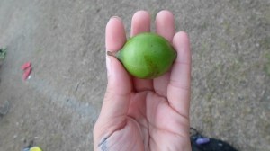 Quenepe from Darriann