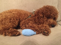 Charlie after USA Surgery.JPG